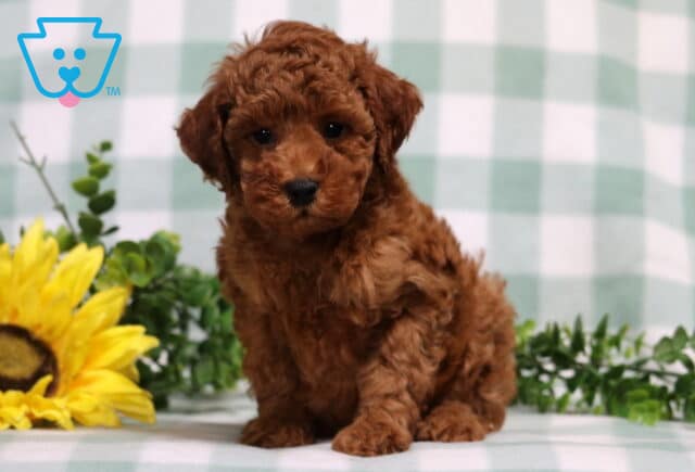 Monty Mini Poodle2 image