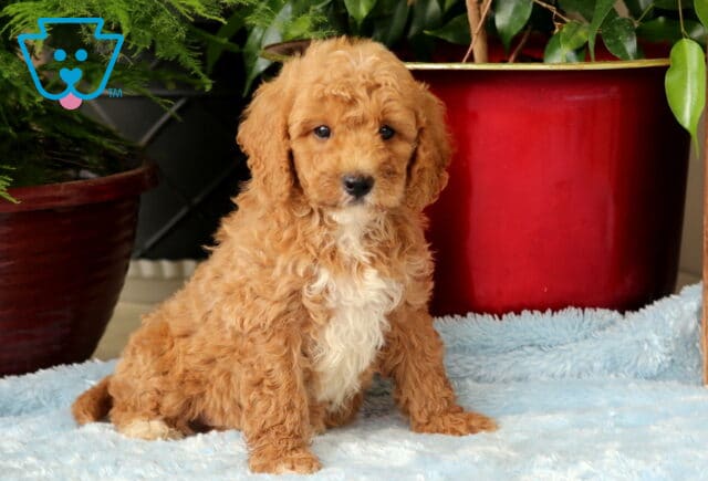 Moose Mini Goldendoodle image