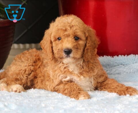 Moose Mini Goldendoodle2