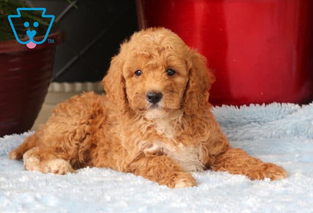 Moose Mini Goldendoodle2 image