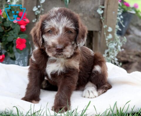 Moose Mini Labradoodle