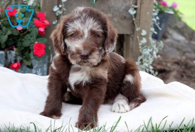 Moose Mini Labradoodle image