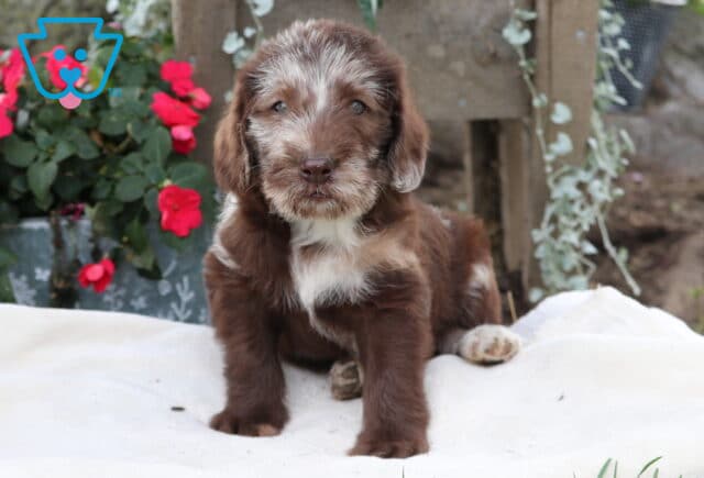 Moose Mini Labradoodle2 image