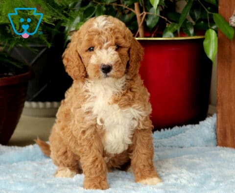Moris Mini Goldendoodle