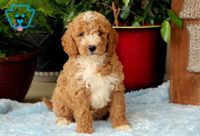 Moris Mini Goldendoodle image