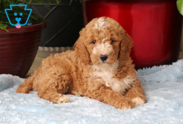 Moris Mini Goldendoodle2 image