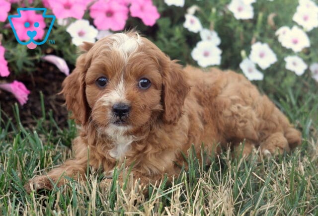 Morty Cavapoo image