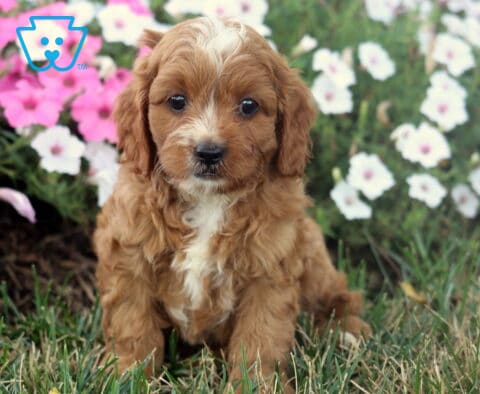 Morty Cavapoo2