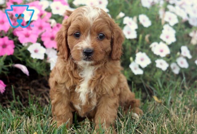 Morty Cavapoo2 image