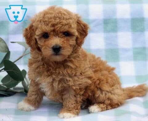Muffin Bichpoo