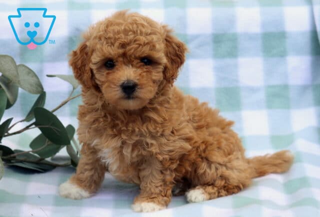 Muffin Bichpoo image