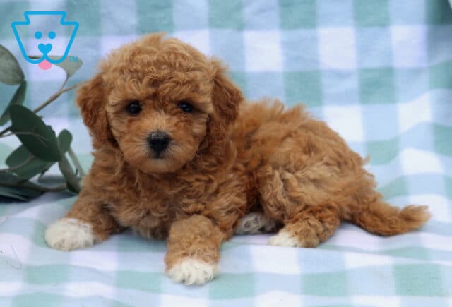 Muffin Bichpoo2 image