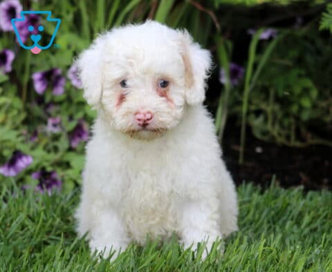Muffin Mini Bernedoodle