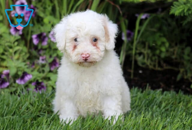Muffin Mini Bernedoodle image