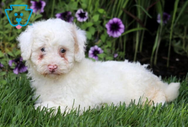 Muffin Mini Bernedoodle2 image
