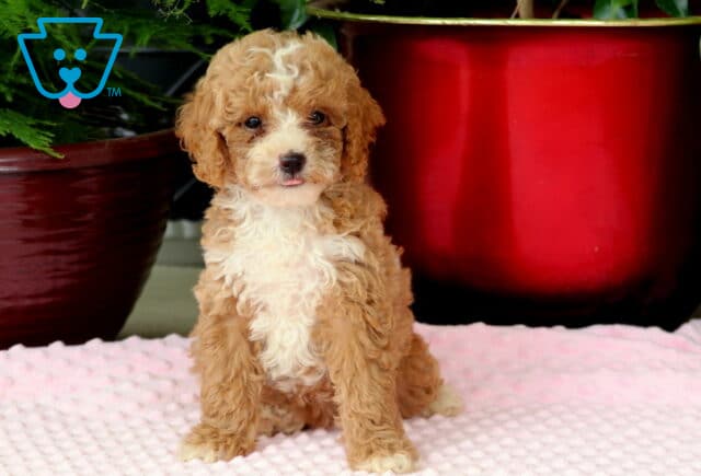 Muffin Mini Goldendoodle image