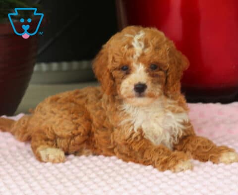 Muffin Mini Goldendoodle2