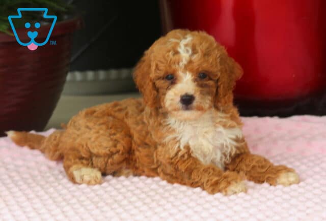 Muffin Mini Goldendoodle2 image