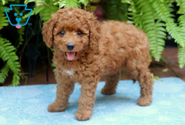 Mya Cockapoo image