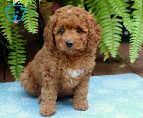 Mya Cockapoo2