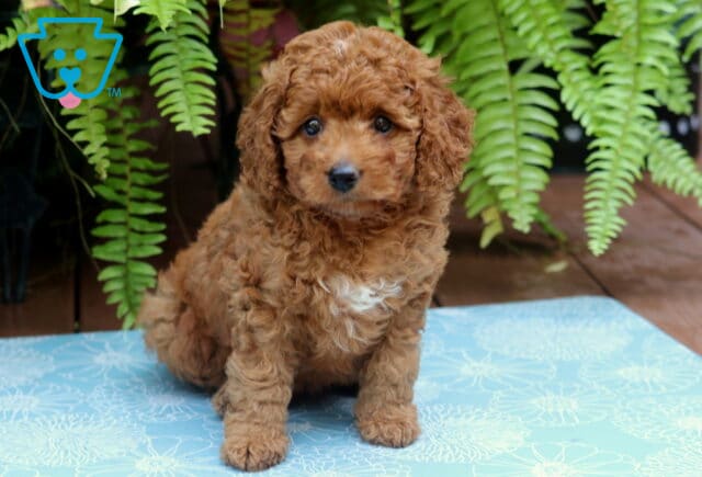 Mya Cockapoo2 image