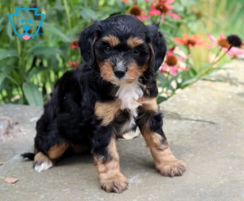 Nala Cavapoo