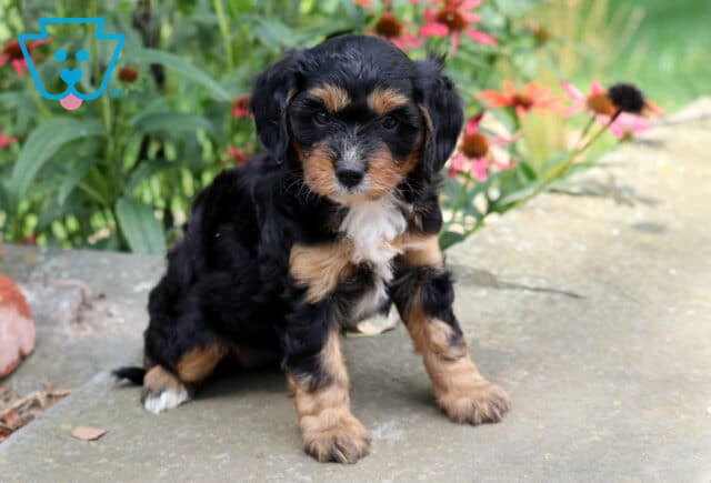 Nala Cavapoo image