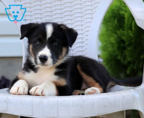 Nash Border Collie