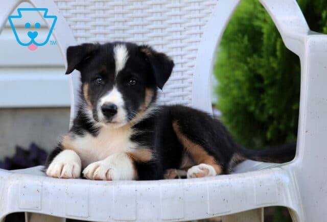 Nash Border Collie image