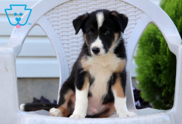 Nash Border Collie2 image