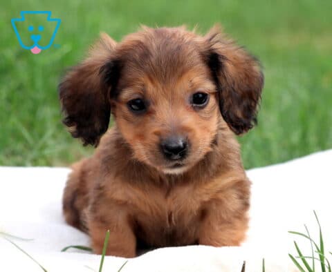 Nashville Mini Dachshund