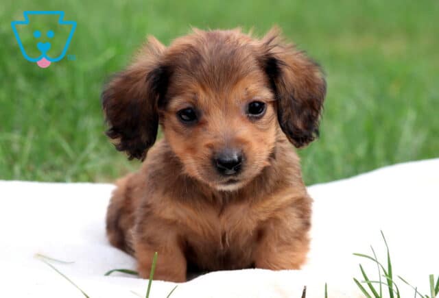 Nashville Mini Dachshund image