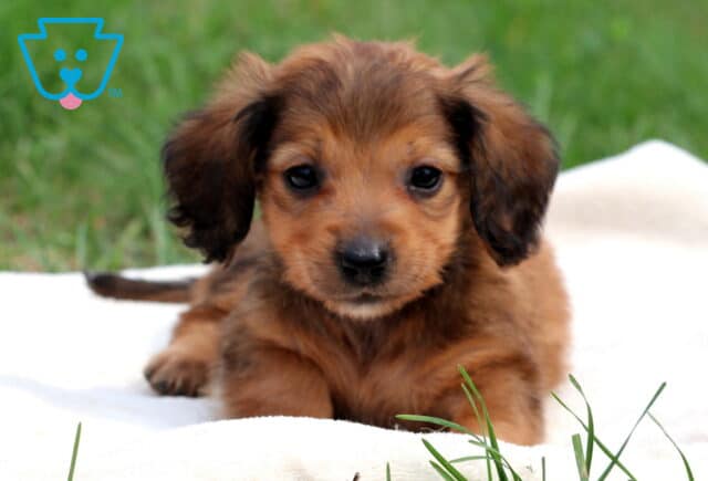 Nashville Mini Dachshund2 image