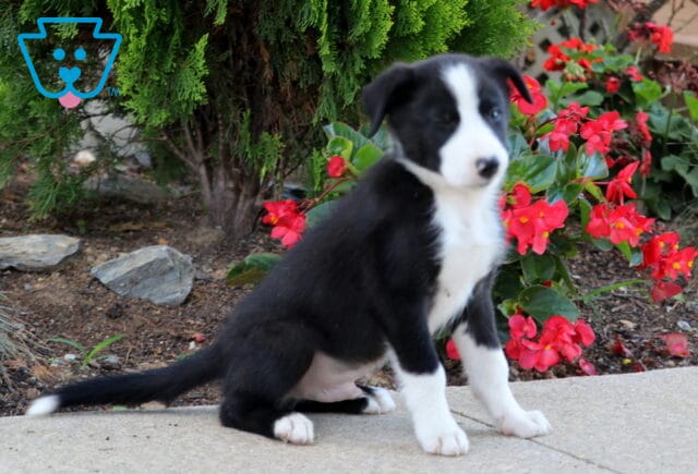 Nate Border Collie image