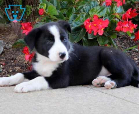 Nate Border Collie2