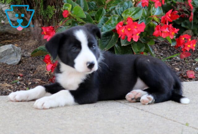 Nate Border Collie2 image