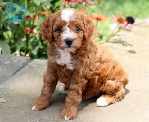 Nate Cavapoo