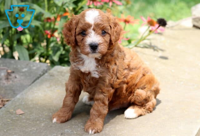 Nate Cavapoo image