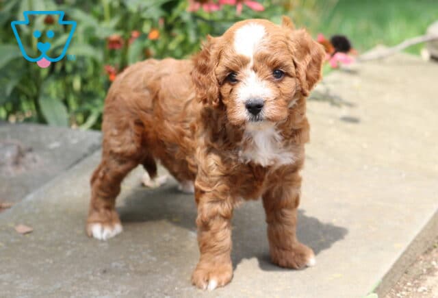 Nate Cavapoo2 image