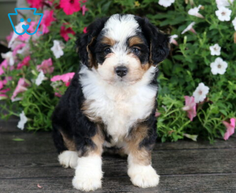 Navy Mini Bernedoodle