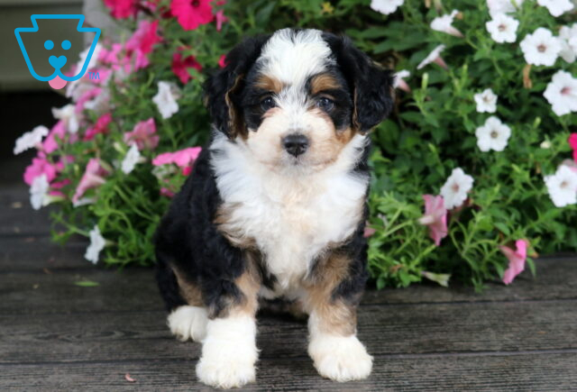 Navy Mini Bernedoodle image