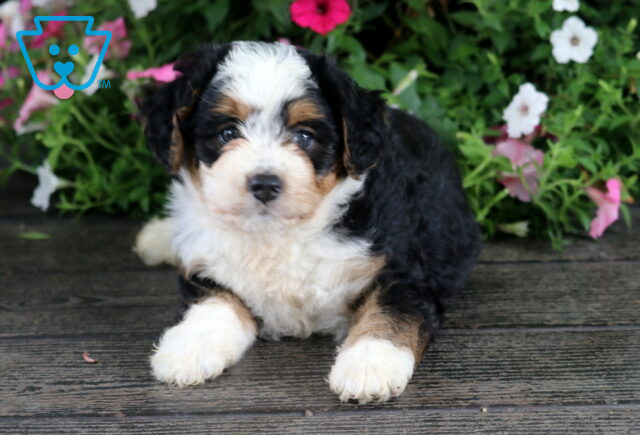 Navy Mini Bernedoodle2 image