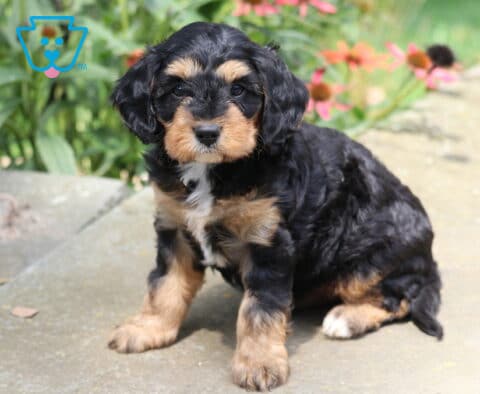 Necco Cavapoo