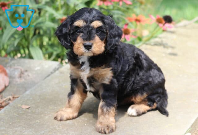 Necco Cavapoo image