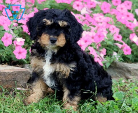 Necco Cavapoo Retake