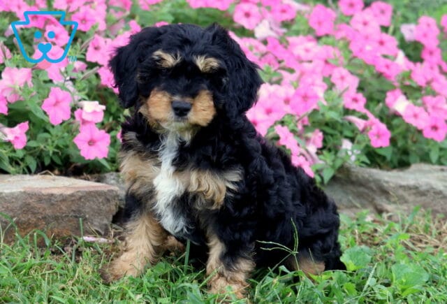 Black and tan Cavapoo puppy with a curly coat and white chest sitting in the grass in front of bright pink flowers. image