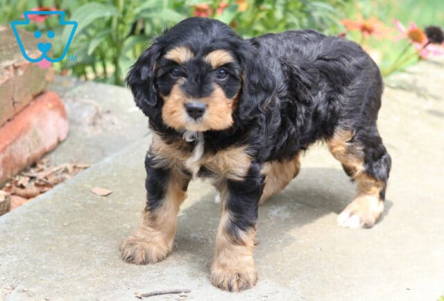 Necco Cavapoo2 image