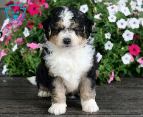 Necco Mini Bernedoodle