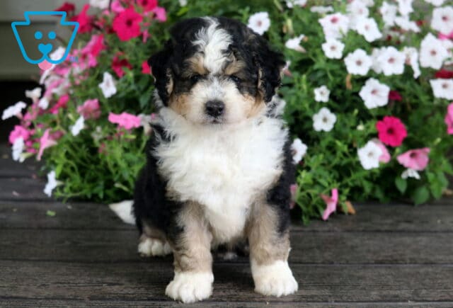 Necco Mini Bernedoodle image