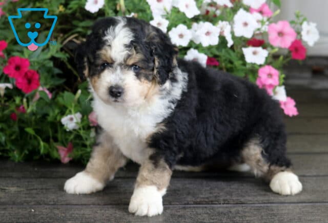 Necco Mini Bernedoodle2 image